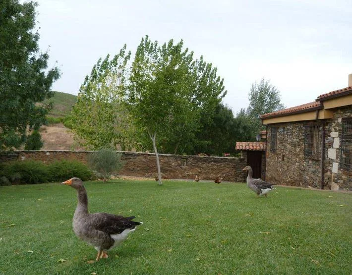 Dehesa de Congosta - Foto 3