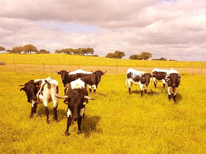 Finca Los Llanos - Foto 4