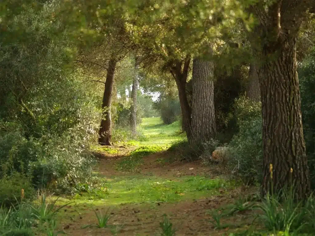 Finca Ses Arenes - Foto 4