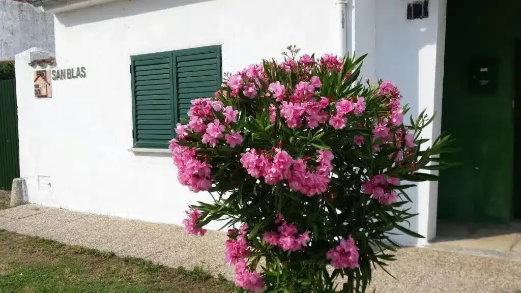San Blas - Foto 4