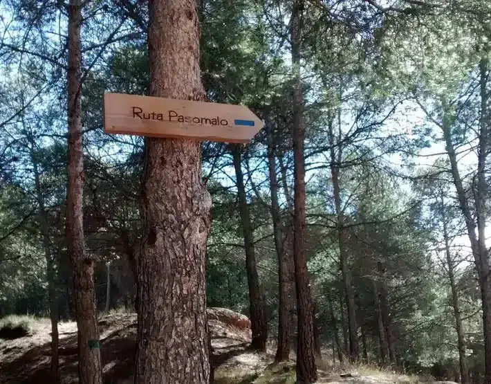 La Casa Verde - Foto 4