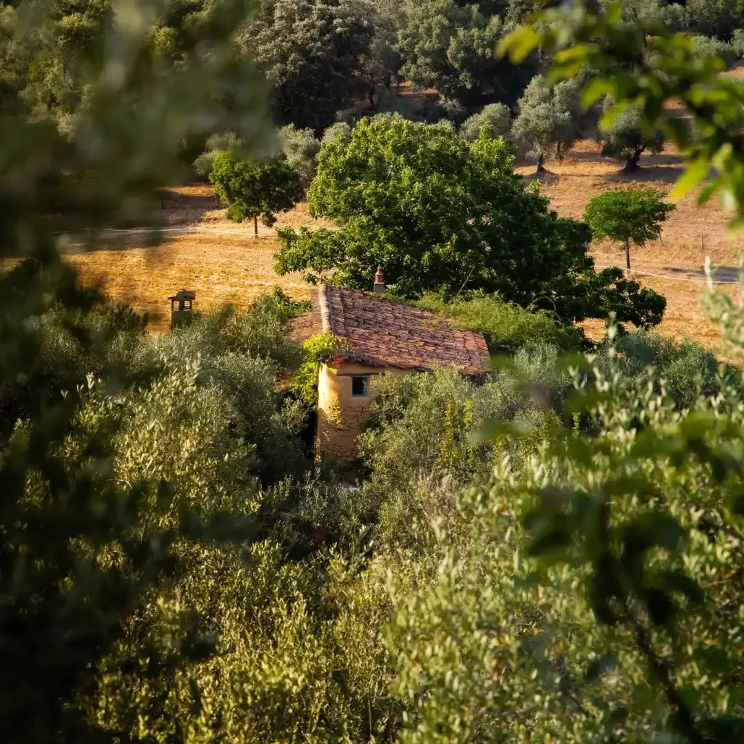 Finca El Moro - Foto 5