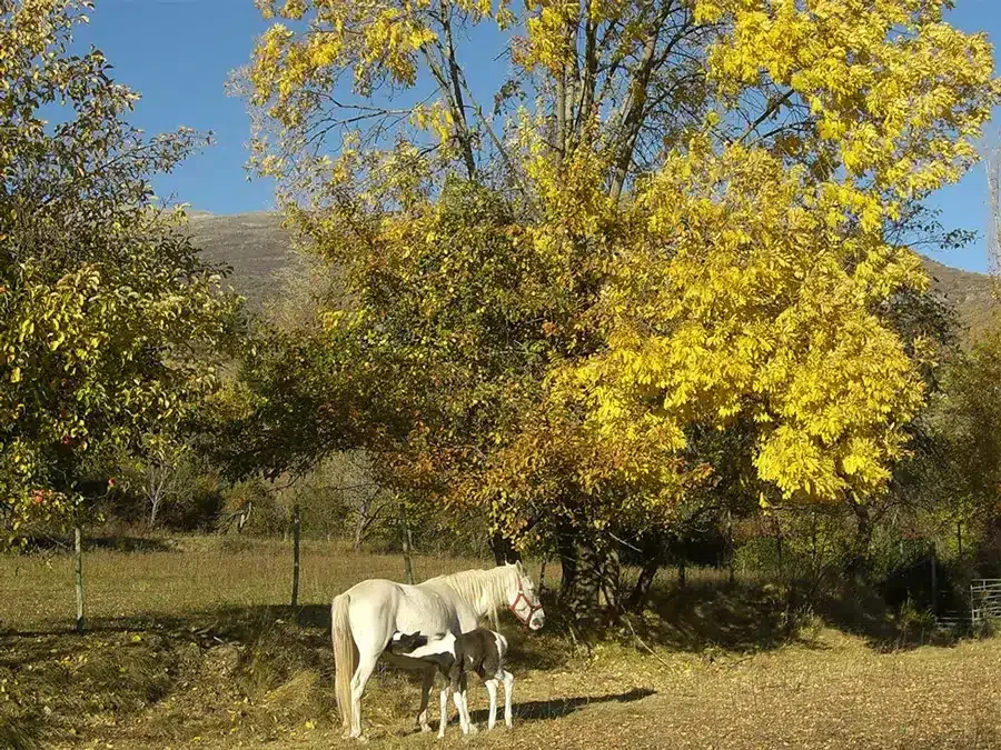 Granja Guillema - Foto 3