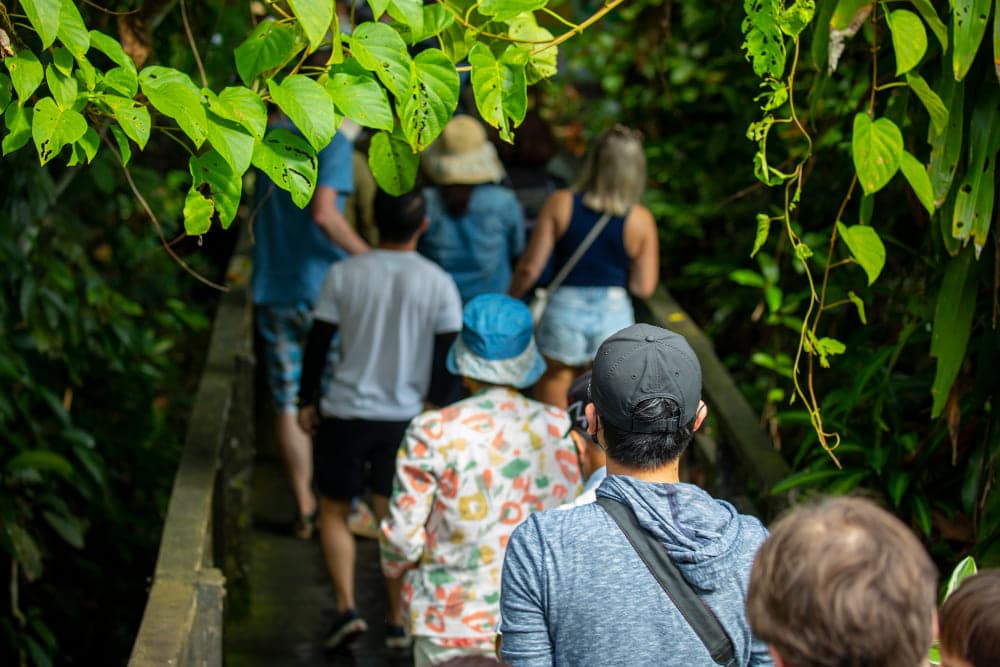 Grupo de amigos caminando por sendero verde, haciendo ecoturismo rural - Mis Casas Rurales