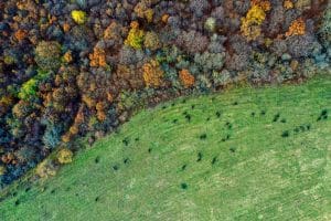 Bosque de Arboles en Otoño (Mis Casas Rurales)